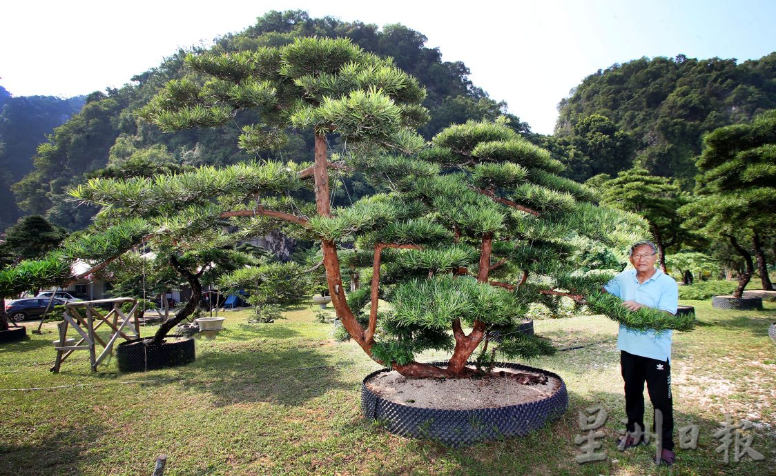 ★7月24日刊登【农的传人】／大霹雳封底主文／／罗汉松和真柏巨型盆栽 鉴赏商业价值高