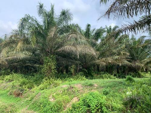 ★补照片/研究中霹雳建国际机场 若过关 5年建好