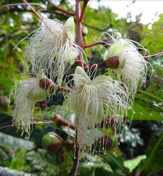 《大马王城规划指南》/巴生王城