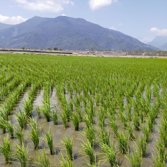 【台湾】台东池上巡礼/走进蒋勋的书中场景,与天地对话