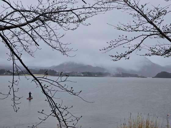 【日本】步步京心──东京京都赏樱之旅