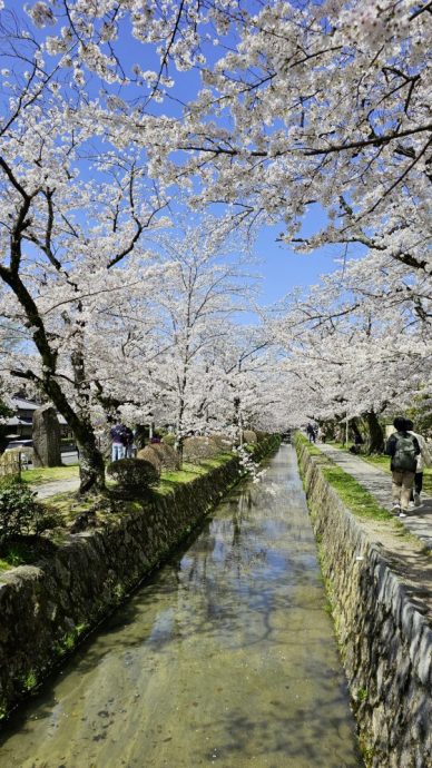 【日本】步步京心──东京京都赏樱之旅