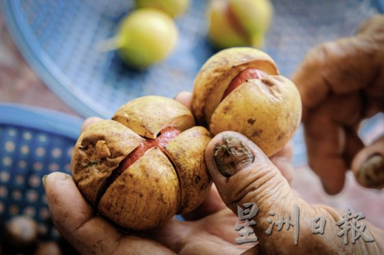 【荳蔻的故事／03】传承三代，豆蔻还能走多远？