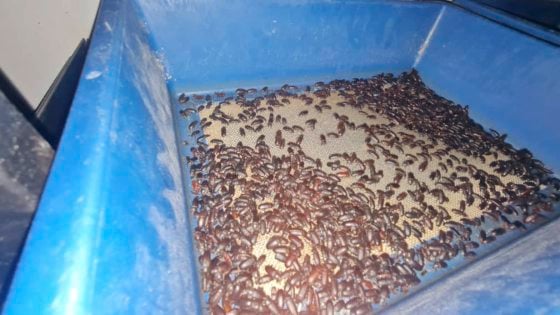 【虫虫商机／01】虫虫餐──人类未来的食物？