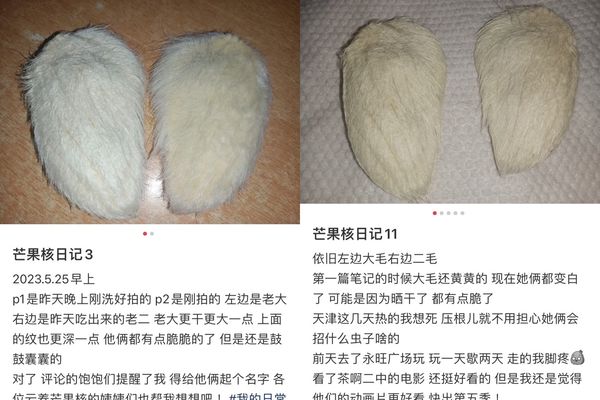 中国年轻人流行“养芒果核”帮梳毛 强调是一种精神寄托