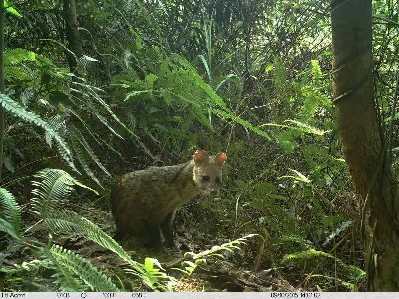 像猫又像狐狸 麝香猫现身中国保护区