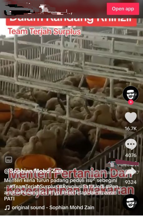 (全国版)猪鸡养在同一处,兽医局:已对付该养猪场