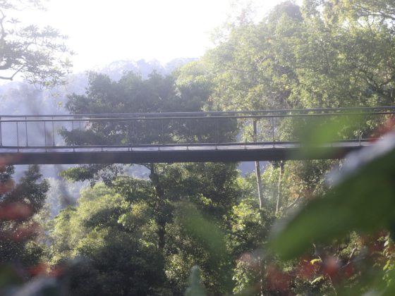 卓衍豪/The Habitat把教室带进雨林