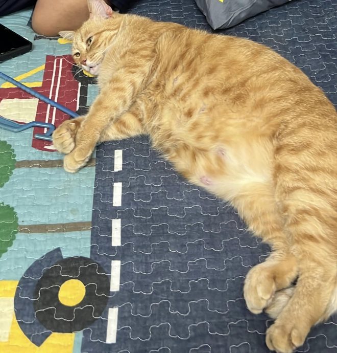 可爱胖橘猫贪玩卡铁花·猫主出动Bomba大哥相救