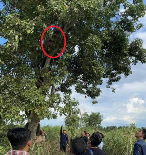 吃醋妻子曾嫁人 吸毒父抱6岁女爬树自杀