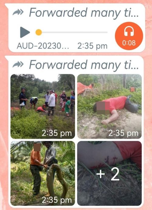 网传峇株男子遭蛇咬死,证实发生在沙巴