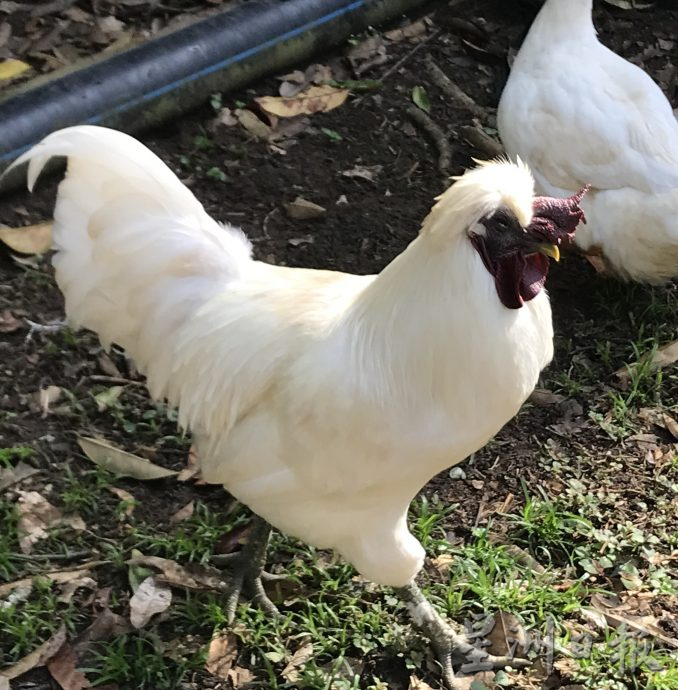 大霹雳封底主文★7月22日刊登【我家萌宠】/黄胜全创迷你动物园 小动物的天堂 