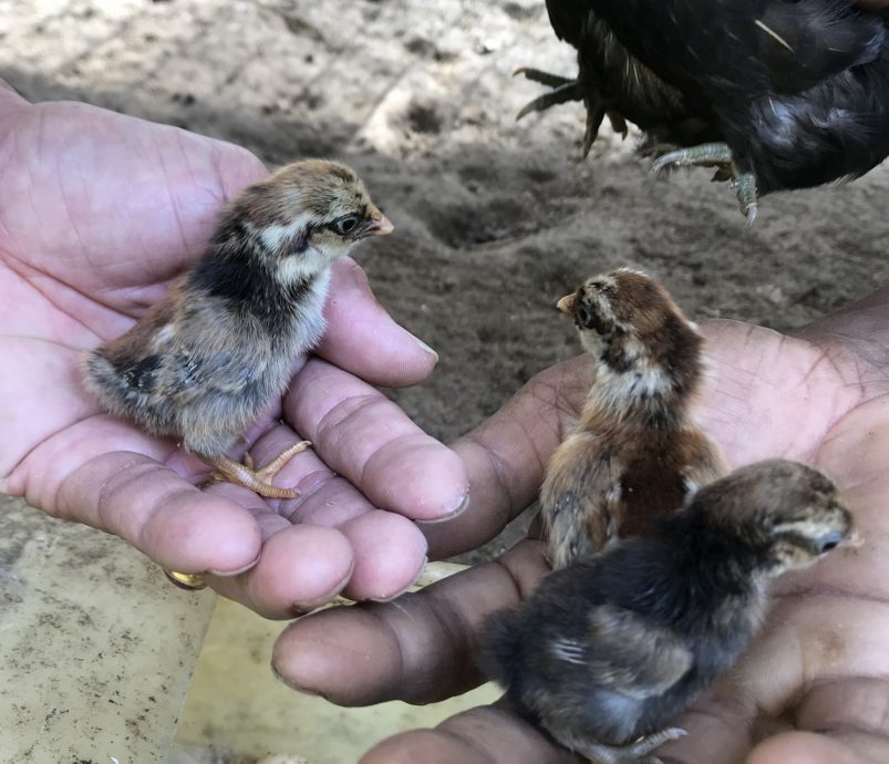 大霹雳封底主文★7月22日刊登【我家萌宠】/黄胜全创迷你动物园 小动物的天堂 