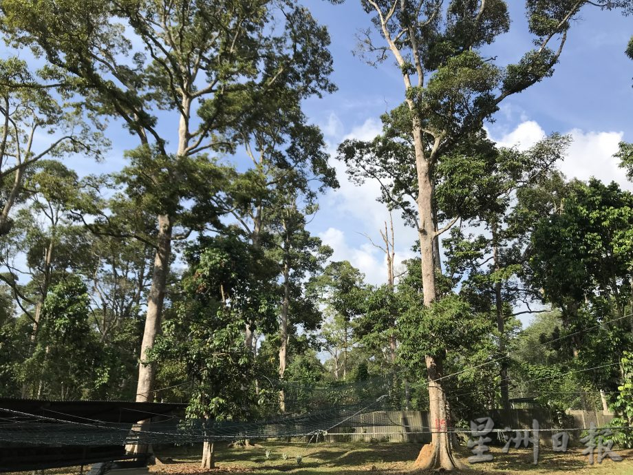 大霹雳封底主文★7月22日刊登【我家萌宠】/黄胜全创迷你动物园 小动物的天堂 