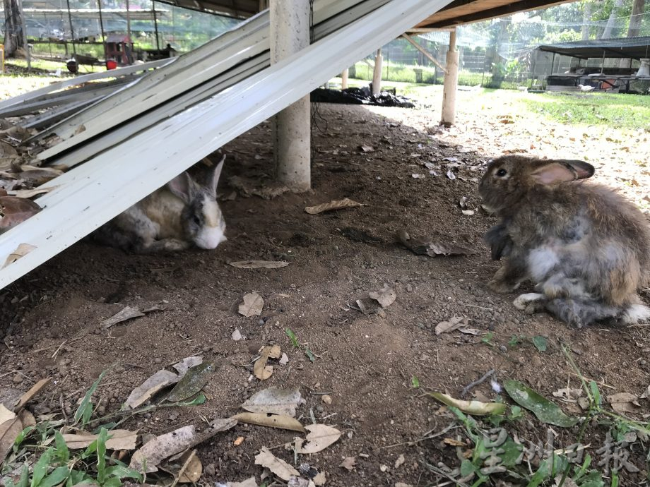 大霹雳封底主文★7月22日刊登【我家萌宠】/黄胜全创迷你动物园 小动物的天堂 