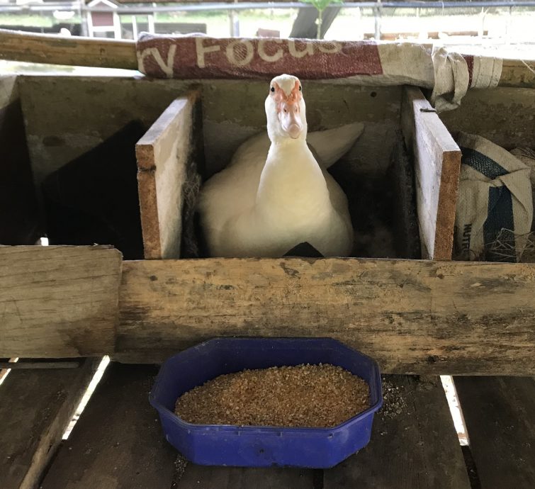 大霹雳封底主文★7月22日刊登【我家萌宠】/黄胜全创迷你动物园 小动物的天堂 