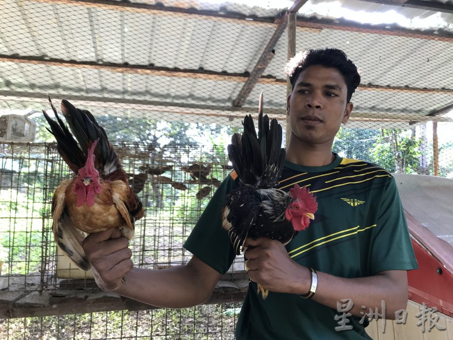 大霹雳封底主文★7月22日刊登【我家萌宠】/黄胜全创迷你动物园 小动物的天堂 