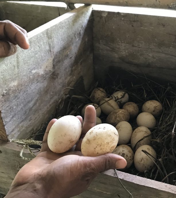 大霹雳封底主文★7月22日刊登【我家萌宠】/黄胜全创迷你动物园 小动物的天堂 