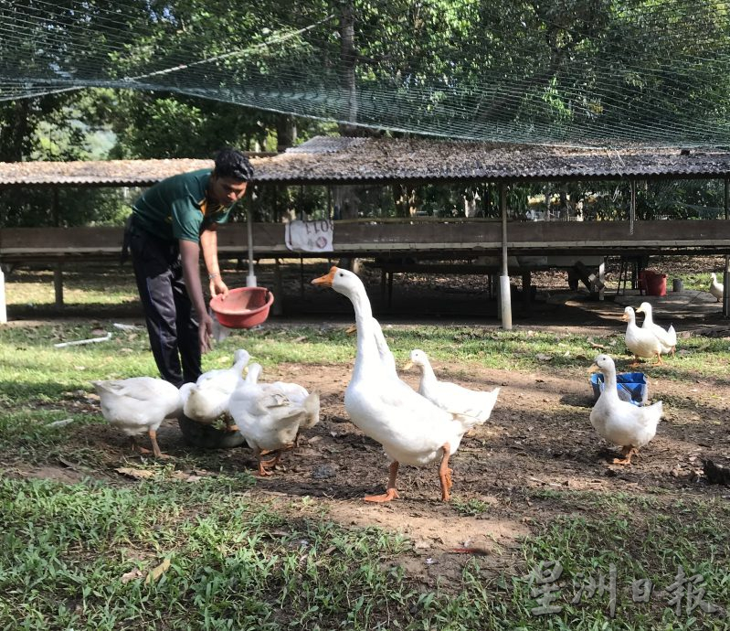 大霹雳封底主文★7月22日刊登【我家萌宠】/黄胜全创迷你动物园 小动物的天堂 