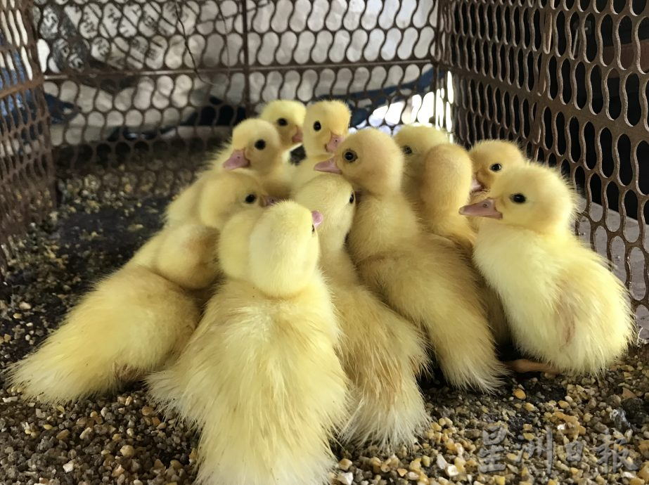 大霹雳封底主文★7月22日刊登【我家萌宠】/黄胜全创迷你动物园 小动物的天堂 