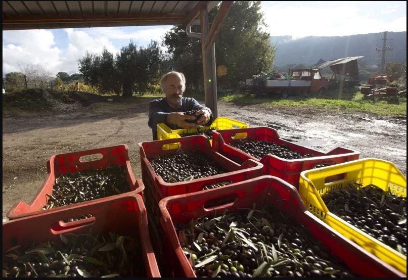 头)厄尔尼诺现象提早到来 亚洲稻米生产受影响 一些国家面临粮食短缺