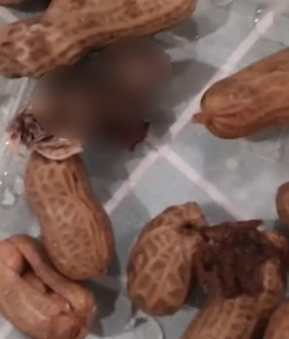 女子称水煮花生中吃出鼠头 当局查封涉事熟食店