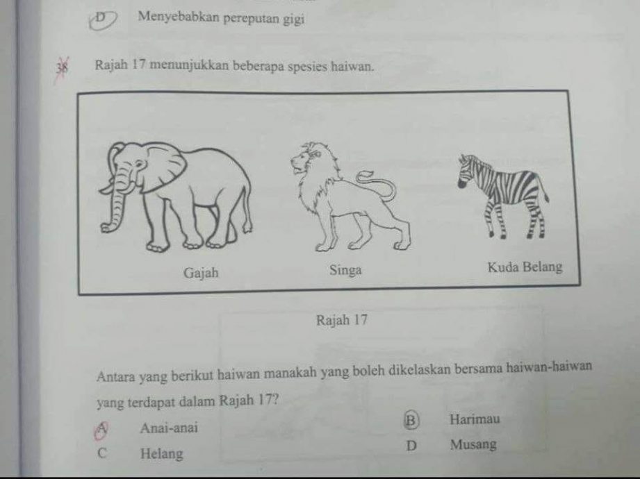 小学作业与大象狮子归同一类动物是白蚁? 网红老师:傻眼