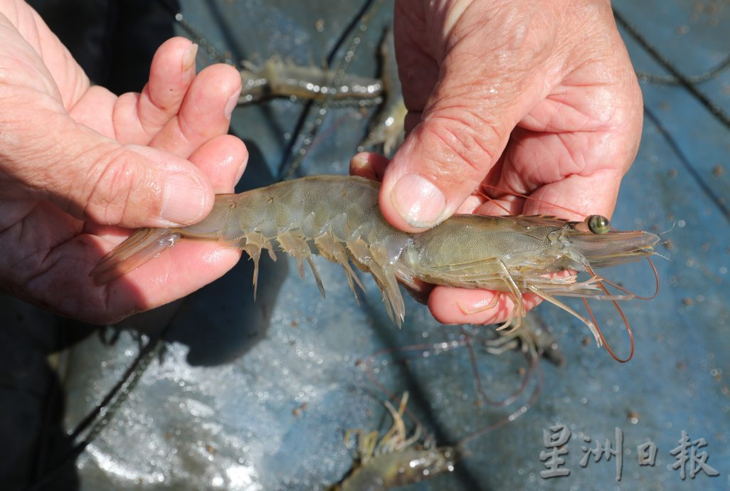 **已签发**柔：封面：【特稿】：通过“老鼠路”入境，部分印泰虾冒充本地海虾冲击本土养殖业