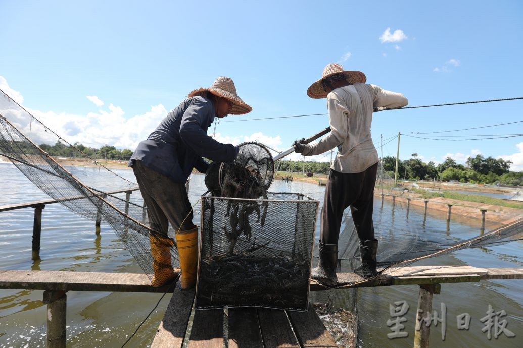 **已签发**柔：封面：【特稿】：通过“老鼠路”入境，部分印泰虾冒充本地海虾冲击本土养殖业