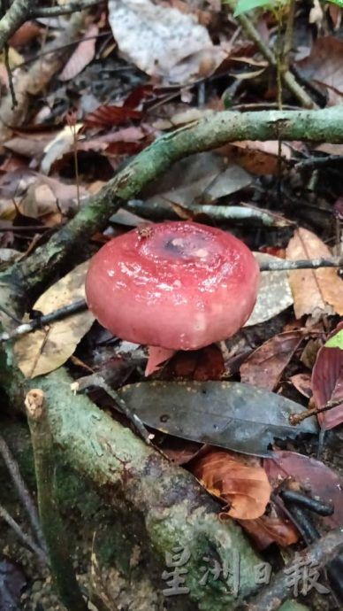 **已签发**柔:封面:【特稿】:金山瀑布景区重新开放,一起来场“森林浴”吧!