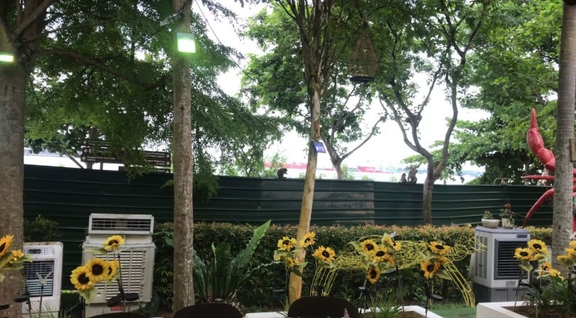 **已签发**柔:狮城二三事:同时出现60只猴子,店家却只能“和平共处”