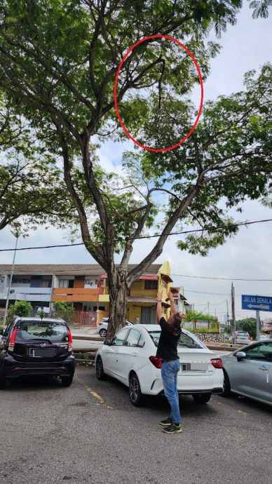 张天赐:路旁大树的树枝断裂·民众可向相关单位反映