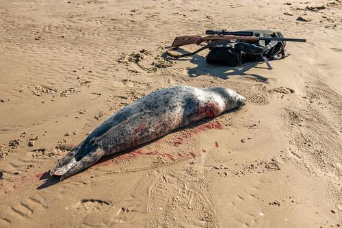 拚盘三图／海豹肉沦为人类美食