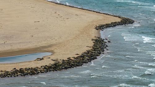 拚盘三图／海豹肉沦为人类美食