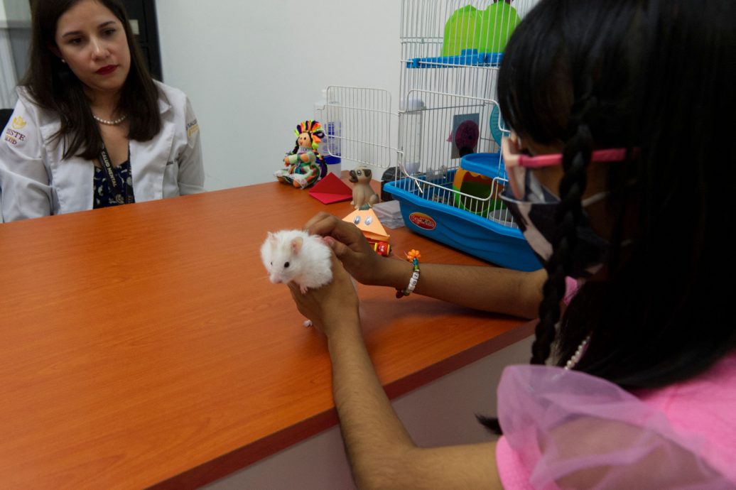 拼盘 未签 墨西哥医院超萌“动物治疗师” 抚慰病人