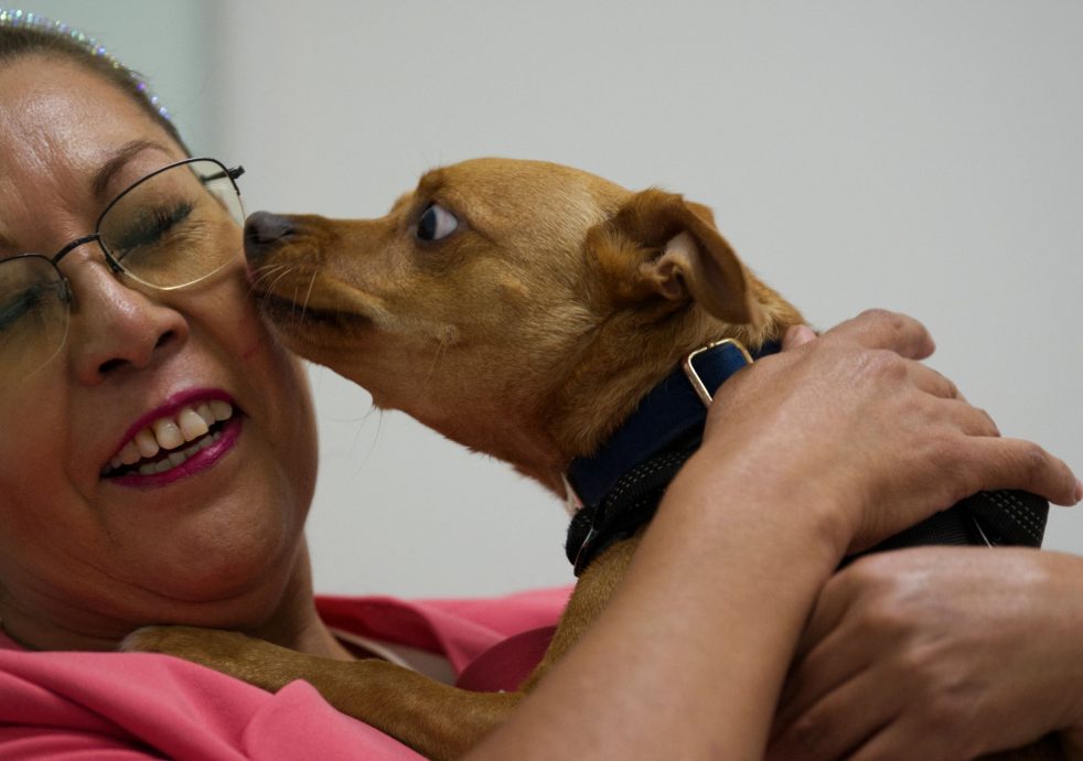 拼盘 未签 墨西哥医院超萌“动物治疗师” 抚慰病人