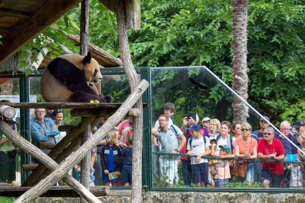 拼盘/大熊猫“圆梦”将于7月25日返回中国
