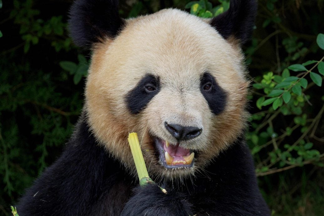 拼盘/大熊猫“圆梦”将于7月25日返回中国