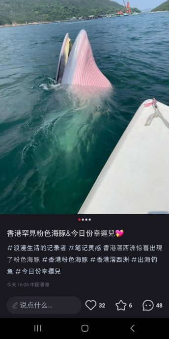 拼盘/小红书户自称幸运儿近影鲸鱼 形容:香港罕见粉色海豚