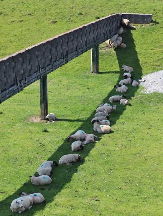 拼盘/热爆!“四脚毛球”排一排躲艳阳