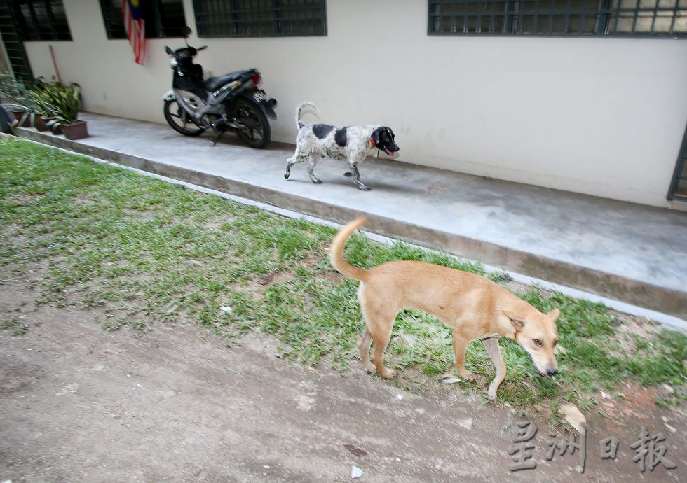 新巴占组屋获地政部拨款 710展开维修屋顶工程