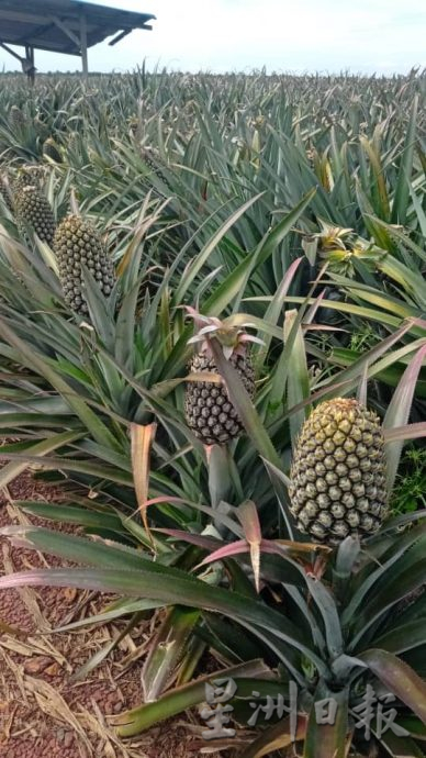 柔:【特稿】:种植成本高涨 黄梨涨价20至30仙