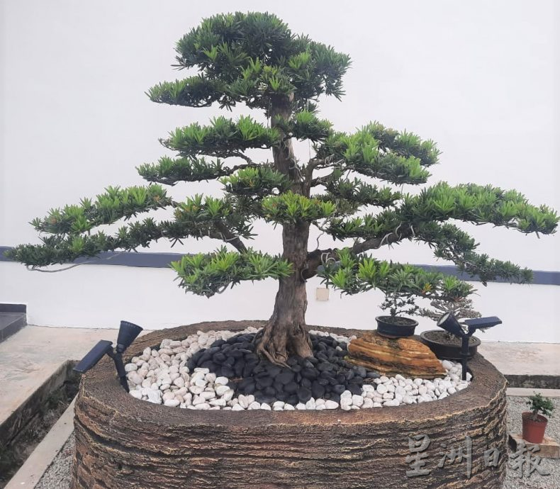 柔:今日面谱(7月20日刊):摆弄盆景,郑富威享受平静、疗愈的过程