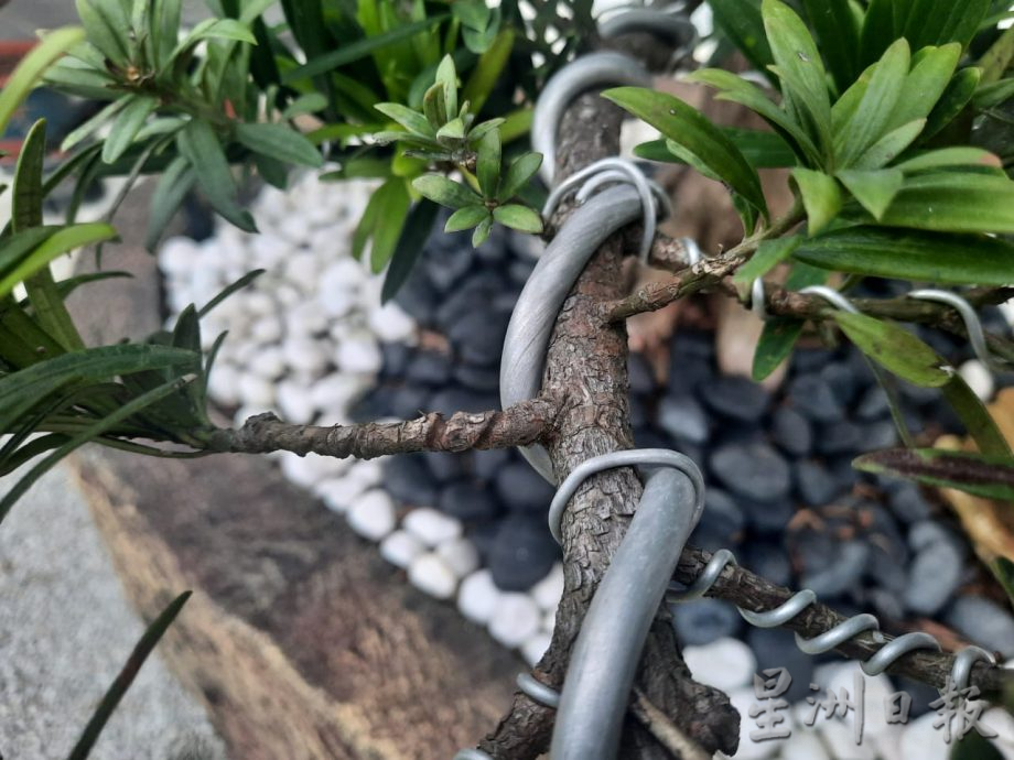 柔:今日面谱(7月20日刊):摆弄盆景,郑富威享受平静、疗愈的过程