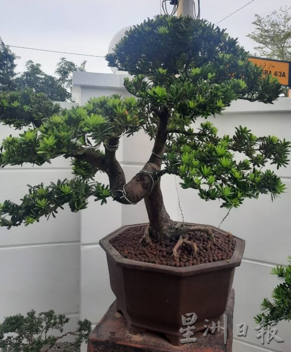 柔:今日面谱(7月20日刊):摆弄盆景,郑富威享受平静、疗愈的过程