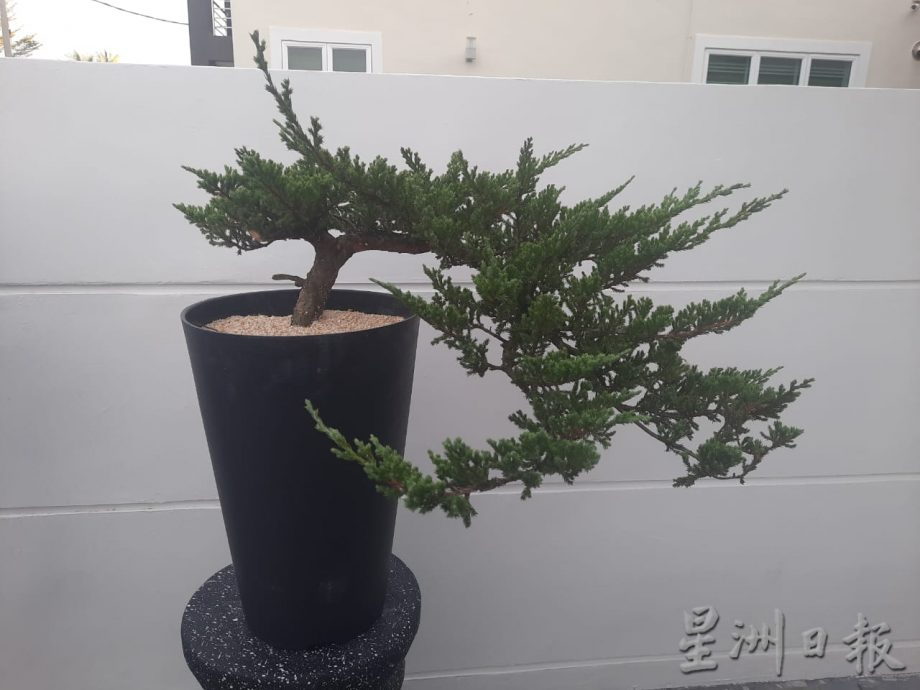 柔:今日面谱(7月20日刊):摆弄盆景,郑富威享受平静、疗愈的过程