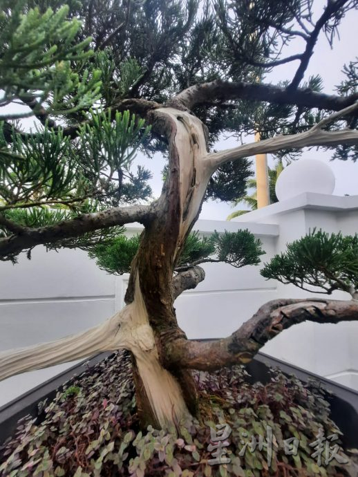 柔:今日面谱(7月20日刊):摆弄盆景,郑富威享受平静、疗愈的过程