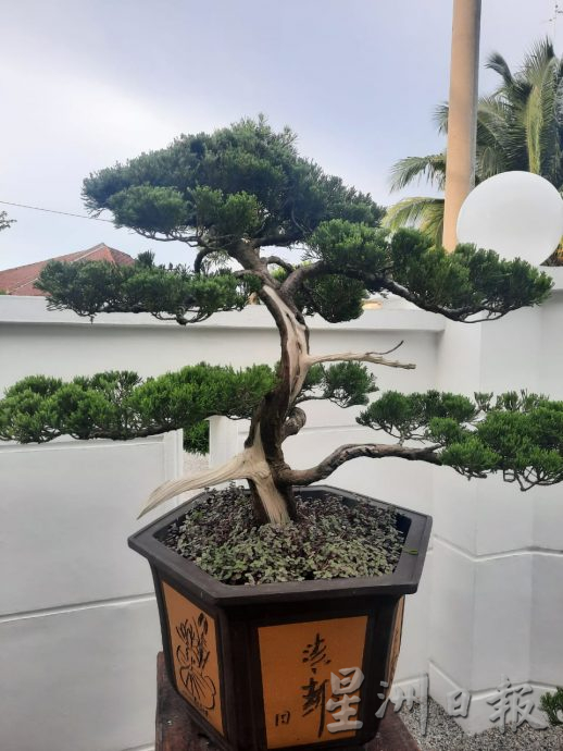 柔:今日面谱(7月20日刊):摆弄盆景,郑富威享受平静、疗愈的过程