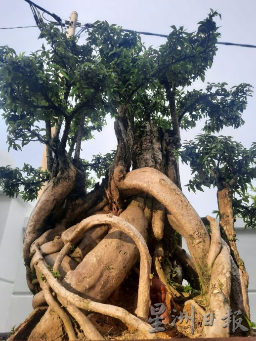 柔:今日面谱(7月20日刊):摆弄盆景,郑富威享受平静、疗愈的过程