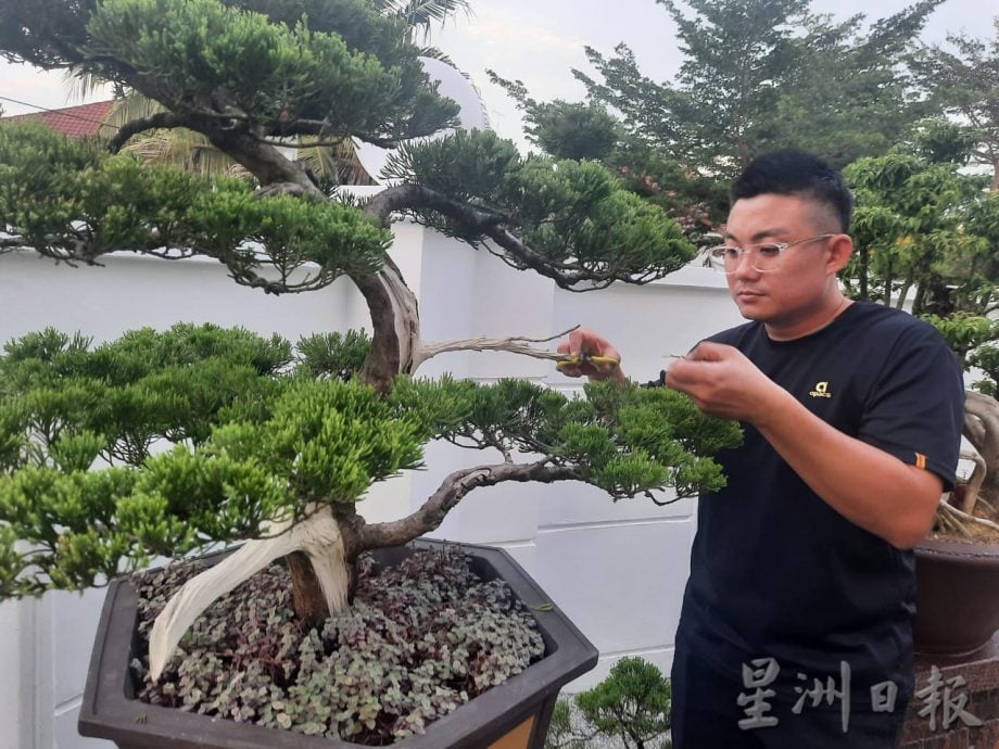 柔:今日面谱(7月20日刊):摆弄盆景,郑富威享受平静、疗愈的过程